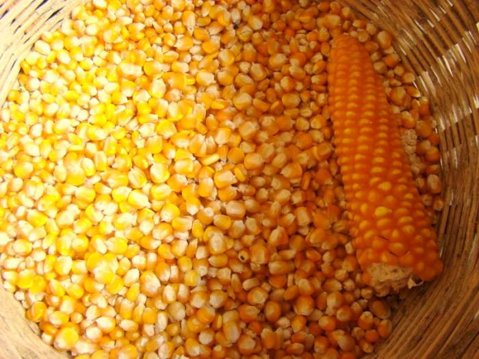 Image result for Corn seeds